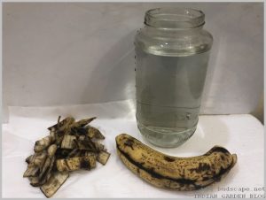 banana-peel-uses-increase-flowers-1