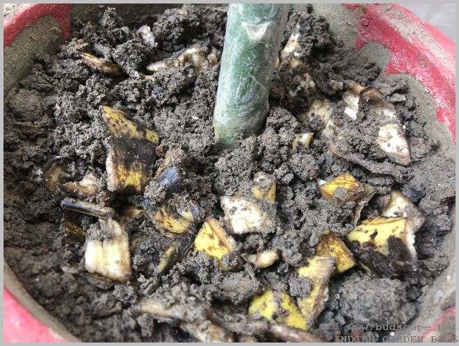 Banana peel uses for plants - Increase Flowering | GARDENING FOR BEGINNERS