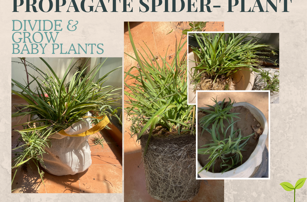 Propagate Spider Plant – DIVIDE & Grow new babies