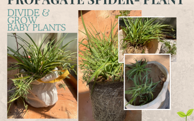 Propagate Spider Plant – DIVIDE & Grow new babies