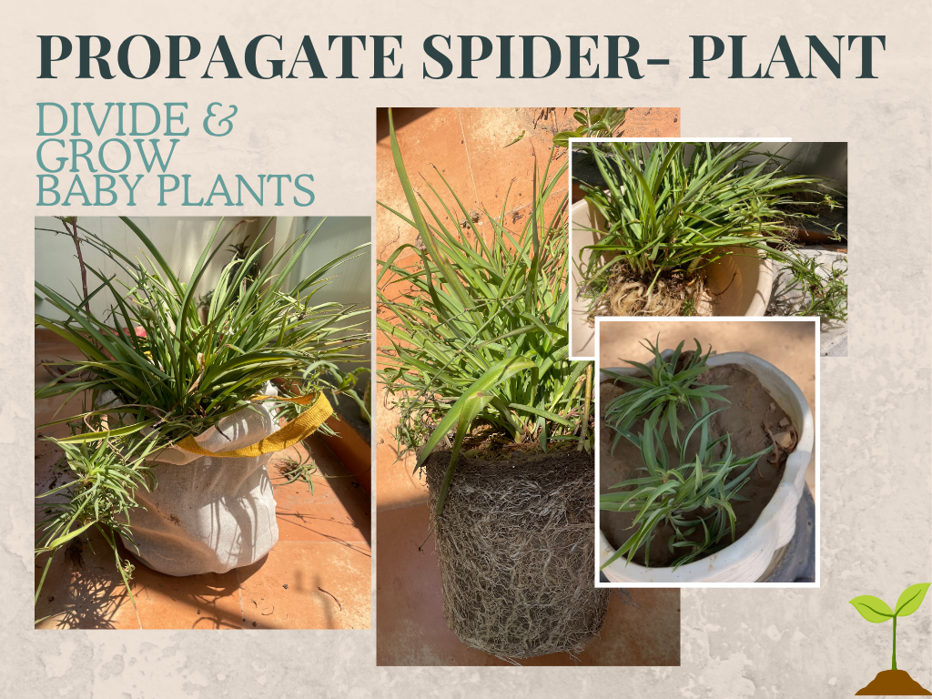 HOW TO PROPAGATE SPIDER PLANT