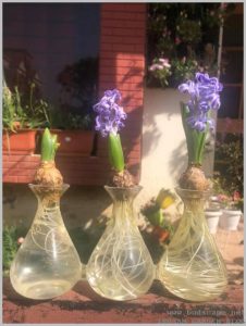 grow-hyacinth-water