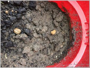 grow-nasturtium-from-seeds-4