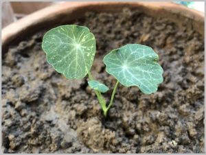 grow-nasturtium-from-seeds-6
