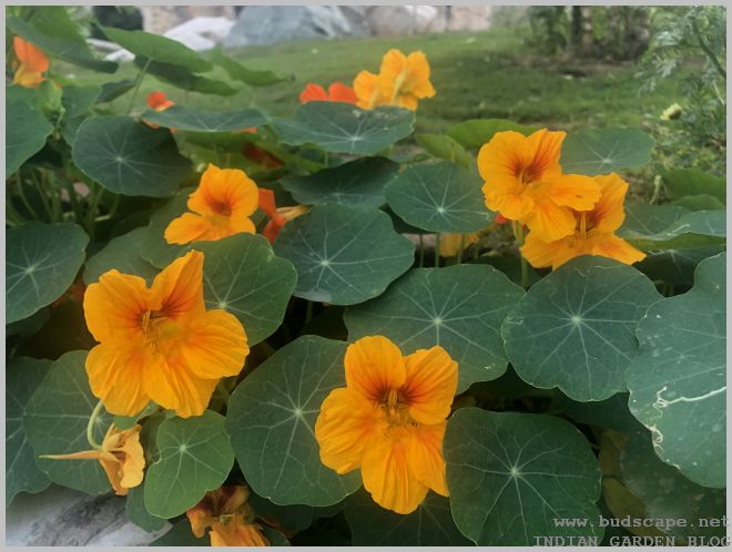 Growing Nasturtium flowers from seeds | GARDENING FOR BEGINNERS