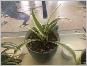 grow-spider-plant-indoors