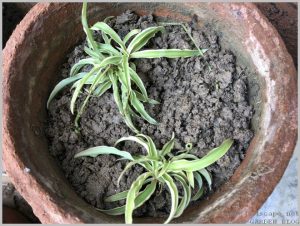 grow-spider-plant-layering-5
