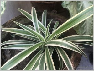 grow-spider-plant-layering-7