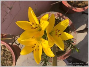 lilium-flower-yellow