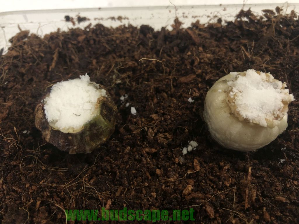BAKING SODA AS FUNGICIDE ON BULBS