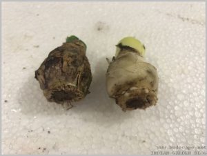 propagate-hyacinth-bulbs-after-flowering-10
