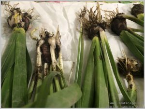propagate-hyacinth-bulbs-after-flowering-2