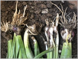 propagate-hyacinth-bulbs-after-flowering-6