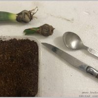 propagate-hyacinth-bulbs-after-flowering-9