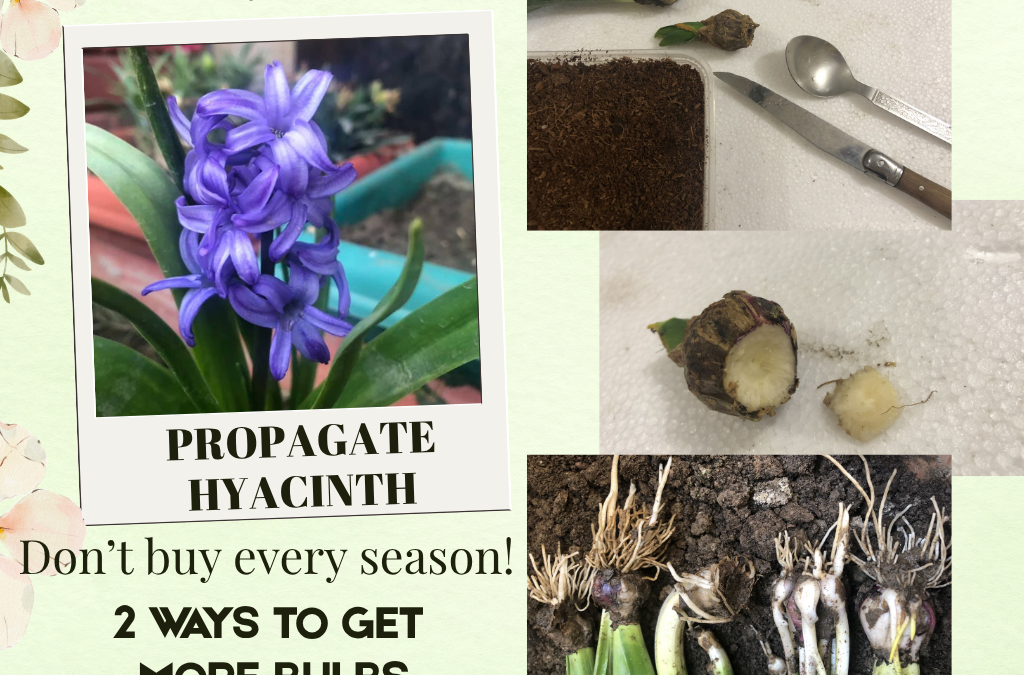 PROPAGATE HYACINTH FLOWER BULBS – Divide clump or remove basal plate