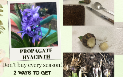 PROPAGATE HYACINTH FLOWER BULBS – Divide clump or remove basal plate