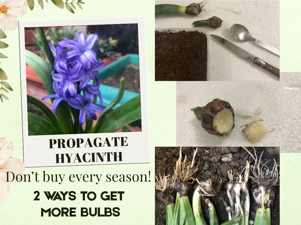 PROPAGATE HYACINTH BULBS