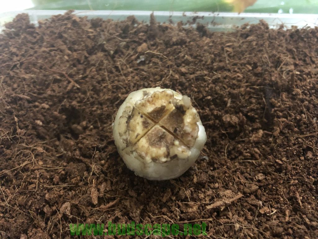 PROPAGATE HYACINTH BY CUTTING BASAL PLATE