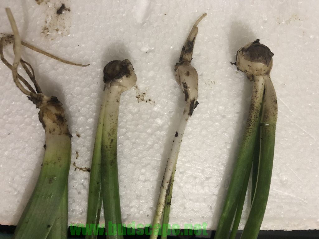 DIVIDE HYACINTH BULBS