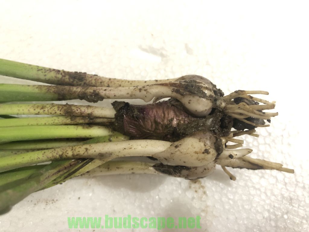 PROPAGATE HYACINTH BULBS BY DIVISION