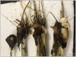 propagate-iris-bulbs-after-flowering-2