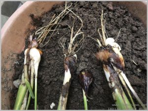 propagate-iris-bulbs-after-flowering-4
