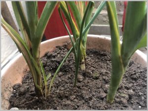 propagate-iris-bulbs-after-flowering-5