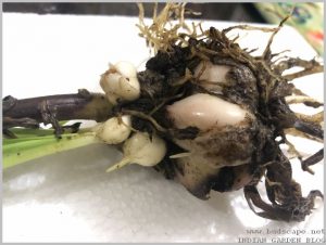 propagate-lilium-bulbs-after-flowering