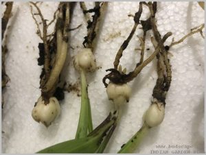 propagate-lilium-bulbs-after-flowering