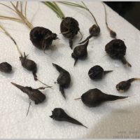 propagate-saffron-crocus-bulbs-after-flowering-4