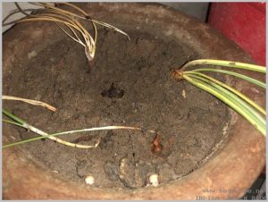 propagate-saffron-crocus-bulbs-after-flowering-6