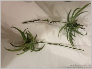 propagate-spider-plant-layering-2