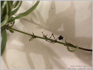 propagate-spider-plant-layering-3