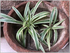 propagate-spider-plant-layering-6