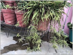 propagate-spider-plant-pups