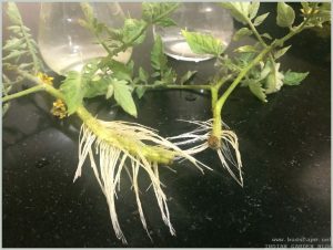 root-tomato-cuttings-water