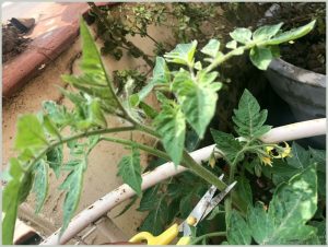 root-tomato-cuttings-water