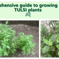 Growing healthy Tulsi plants in pots