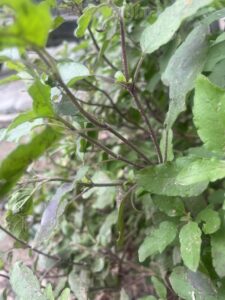 identify-black-shyama-tulsi-stems