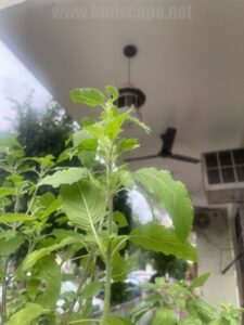 identify-green-rama-tulsi-stems