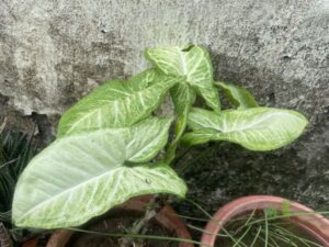 easy-grow-permanent-green-plants-1