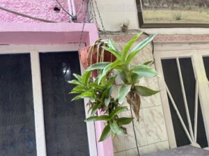 easy-grow-plants-hanging-baskets-3