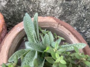 easy-grow-permanent-green-plants-6