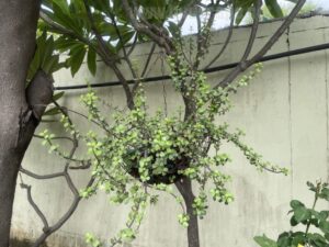 easy-grow-plants-hanging-baskets-1