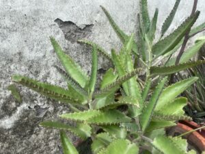 easy-grow-permanent-green-plants-4