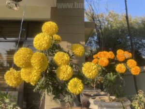 permanent-flowers-easy-grow-1