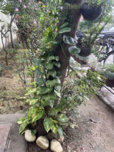 easy-grow-permanent-green-plants-2