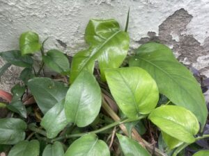 easy-grow-permanent-green-plants-5