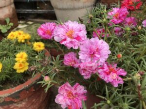 permanent-flowers-easy-grow-2