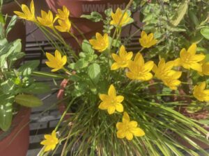 low-maintenance-flowers-bulbs-2